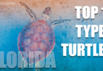 Top 11 Types of Turtles You Can Find in Florida. copy