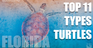 Top 11 Types of Turtles You Can Find in Florida. copy