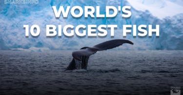 World's Top 10 Biggest Fish copy