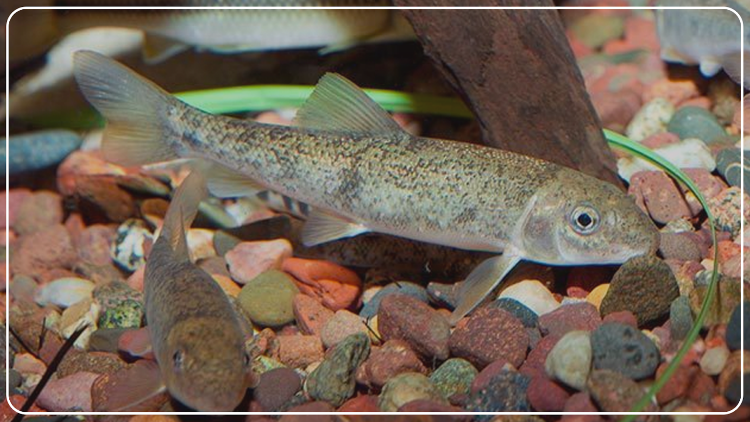 Janitor Fish: Everything About Suckerfish – sharksinfo.com