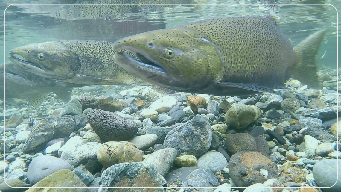 Discover the 10 Most Expensive Fish You Can Eat Around The World ...