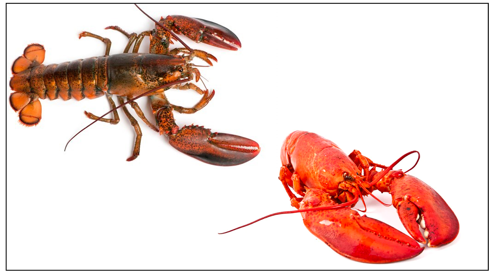 Crayfish vs Lobster A Detailed Comparison