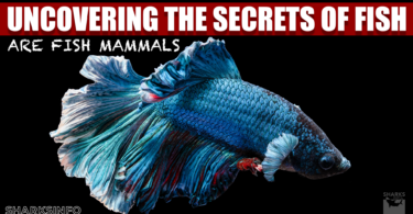 Are Fish Mammals- Uncovering the Secrets of Fish