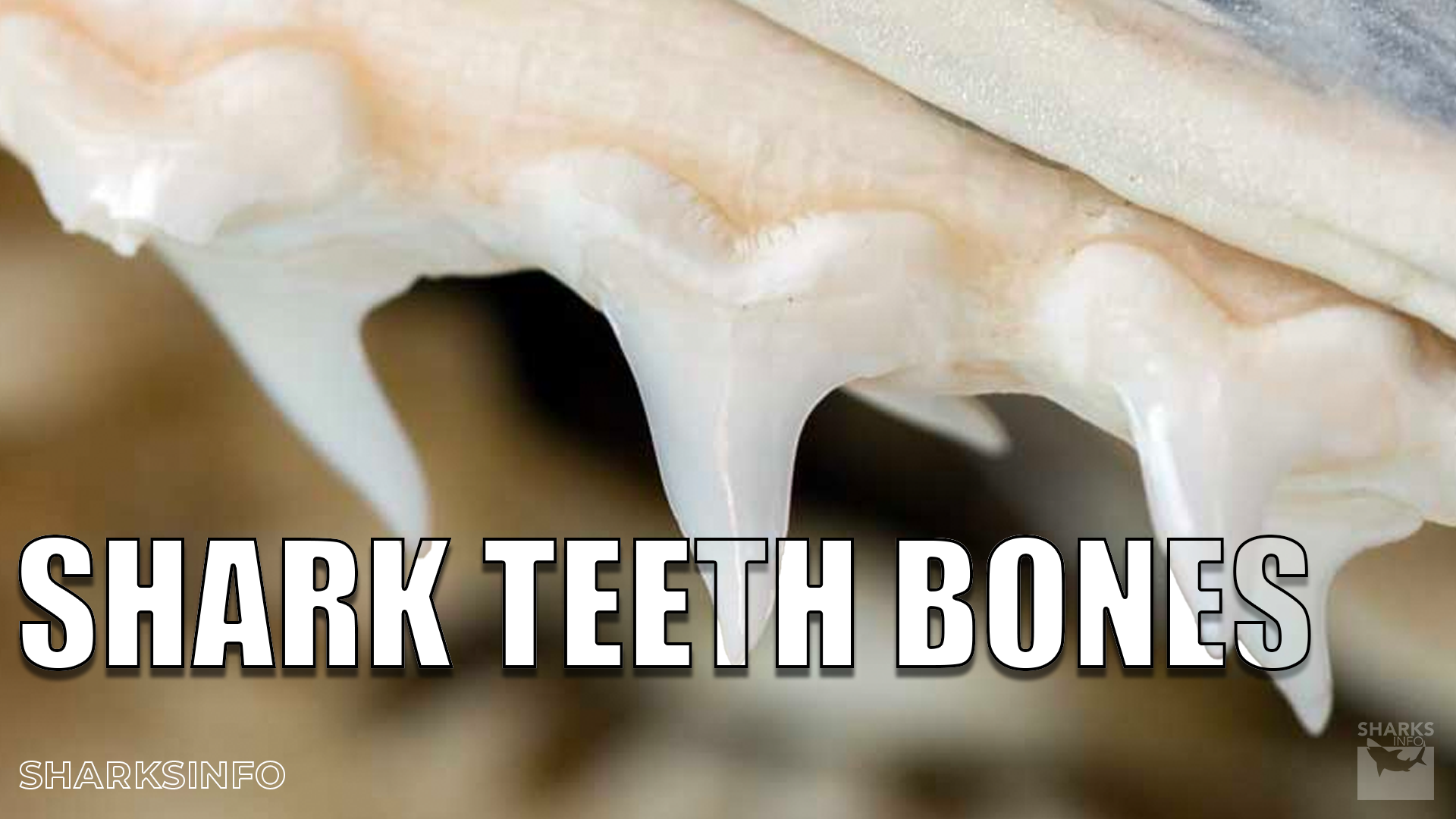 Are Shark Teeth Bones? – sharksinfo.com