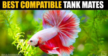 Best Compatible Tank Mates for Betta Fish in an Aquarium