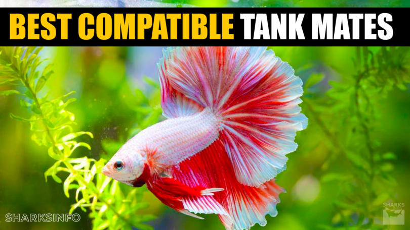 Best Compatible Tank Mates for Betta Fish in an Aquarium