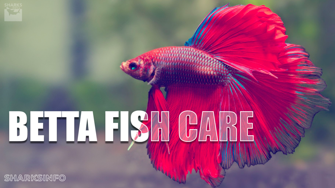 Betta Fish Care Guide