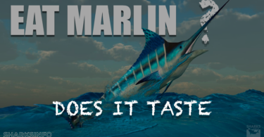 Can You Eat Marlin and How Does it Taste