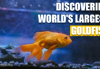Discovering the World's Largest Goldfish- World Record Goldfish