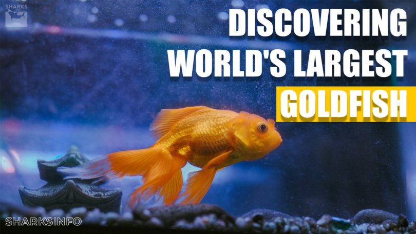 Discovering the World's Largest Goldfish- World Record Goldfish