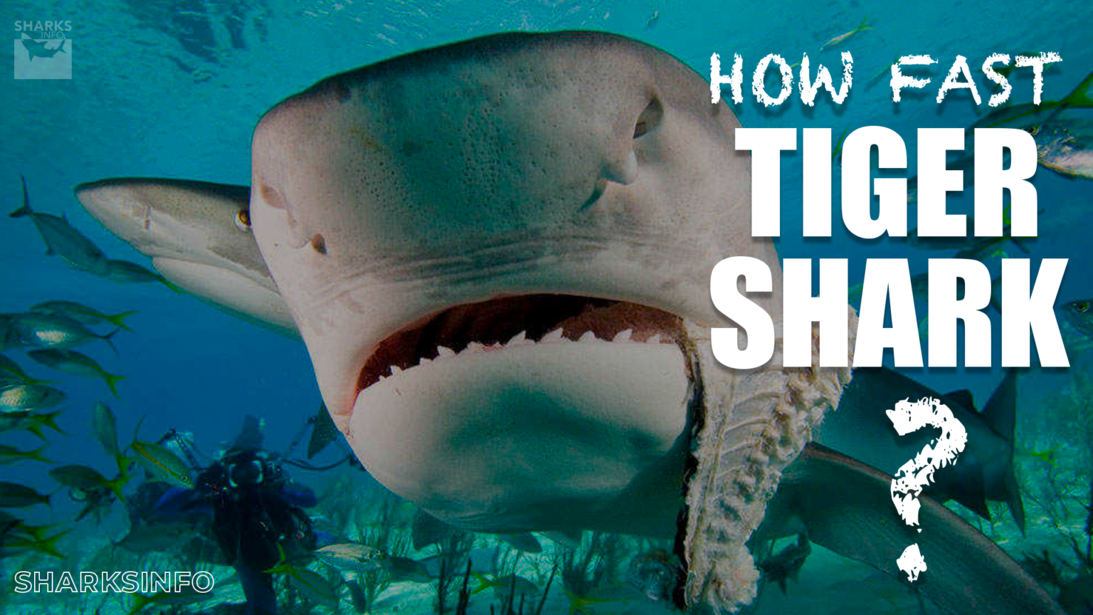 How Fast is a Tiger Shark? - sharksinfo.com