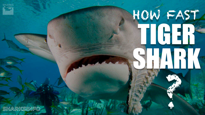 How Fast is a Tiger Shark