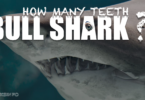 How Many Teeth Does a Bull Shark Have
