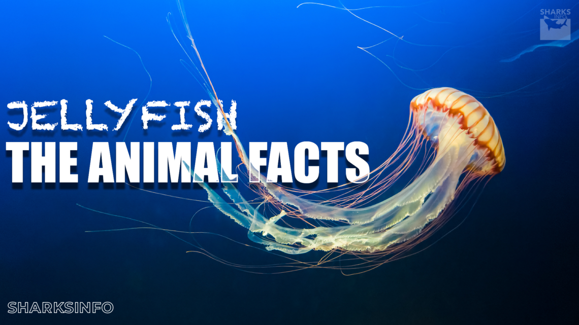 Jellyfish: The Animal Facts - sharksinfo.com