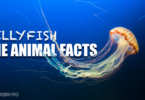 Jellyfish- The Animal Facts