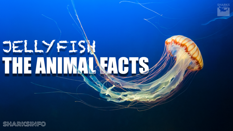 Jellyfish- The Animal Facts