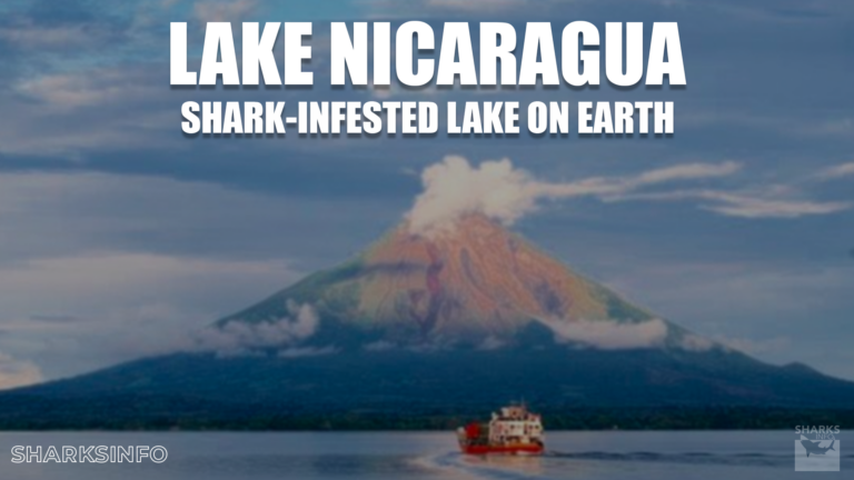 Lake Nicaragua: The Only Shark-Infested Lake On Earth – Sharksinfo.com