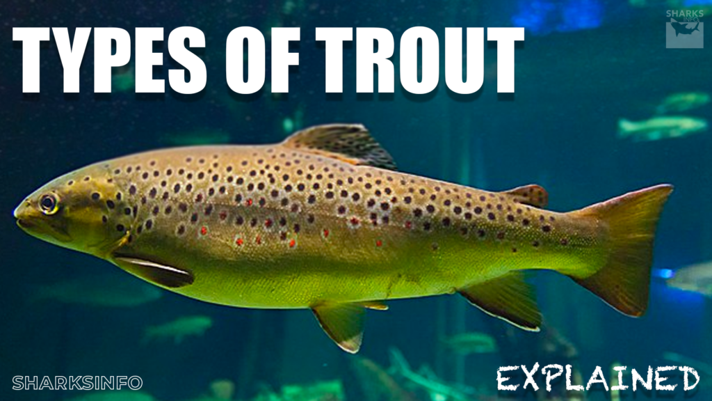 Types of Trout Explained