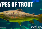 Types of Trout Explained