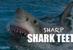 how sharp are shark teeth