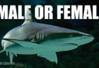 how to tell if a shark is male or female
