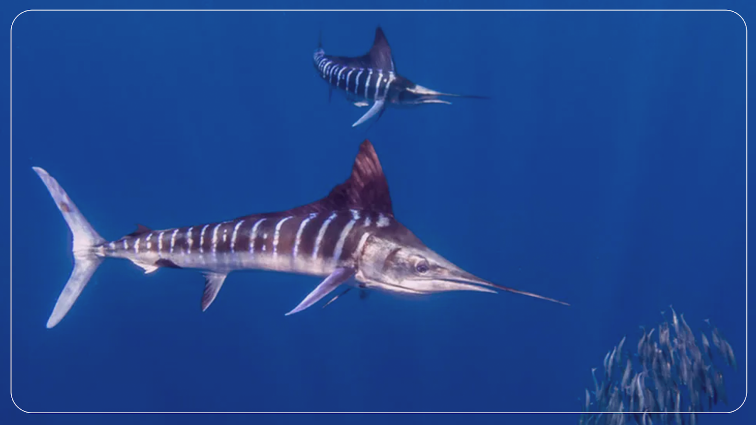 Can You Eat Marlin and How Does it Taste?