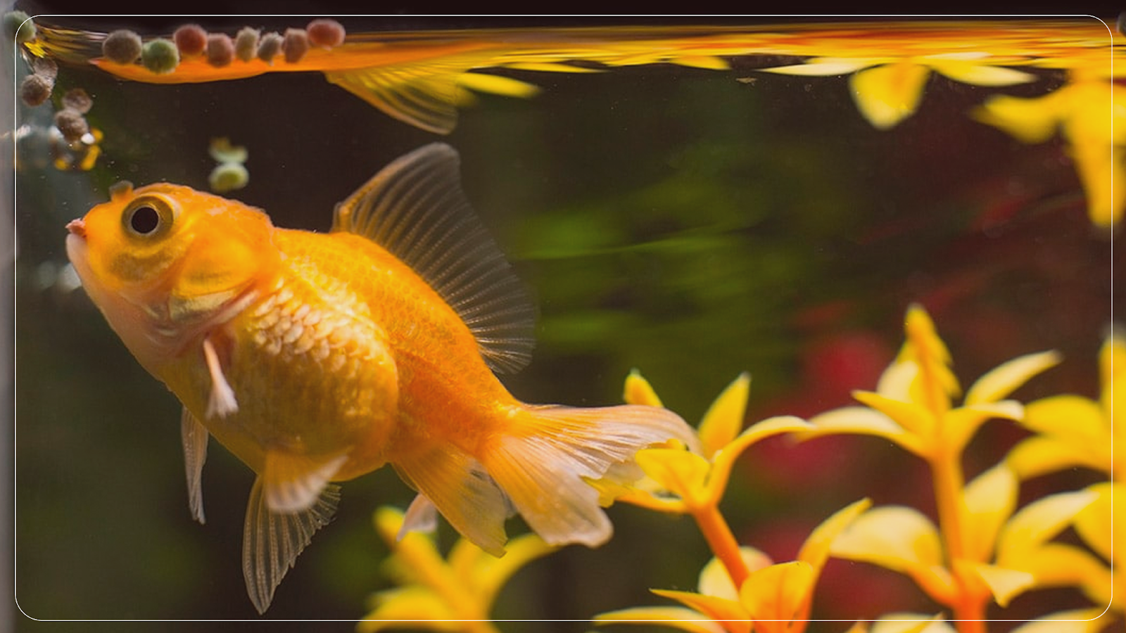 Picture of Discovering the World’s Largest Goldfish: World Record Goldfish ...