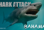 what caused shark attack in bahamas