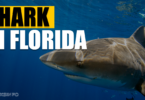 what is the most common shark in florida