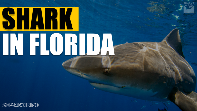 what is the most common shark in florida