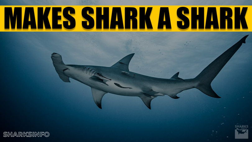 what makes a shark a shark