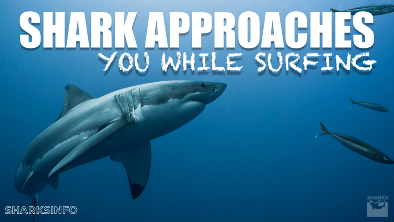 what to do if a shark approaches you while surfing