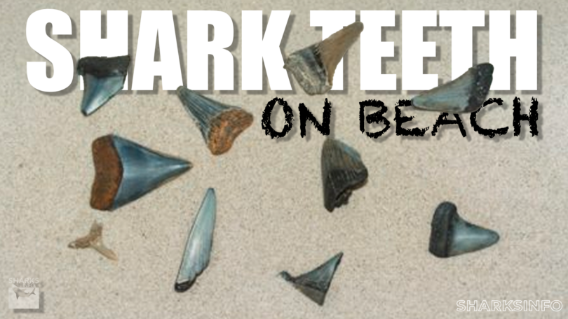 How to find a shark teeth on beach