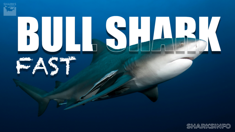 how fast is a bull shark