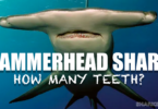 how many teeth does a hammerhead shark have