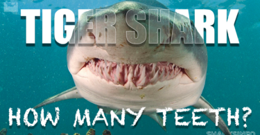 how many teeth does a tiger shark have
