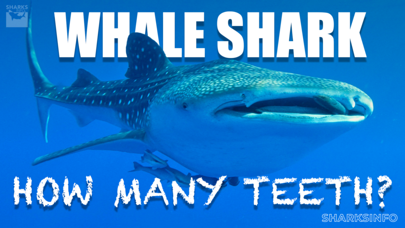 ow many teeth does a whale shark have