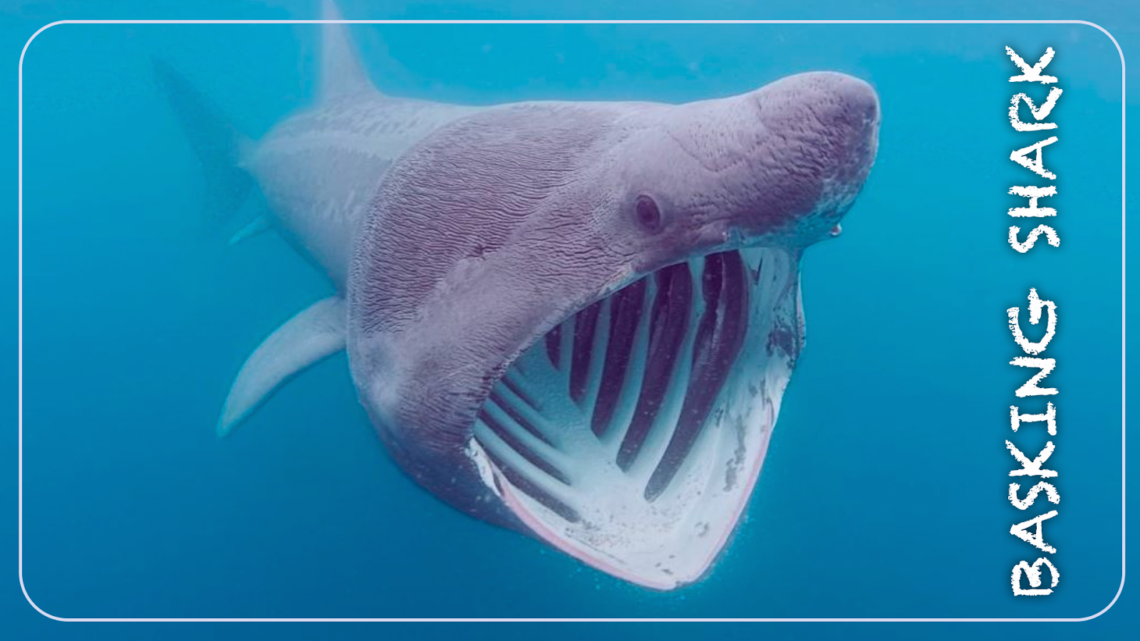 What is the Most Friendly Shark? – sharksinfo.com