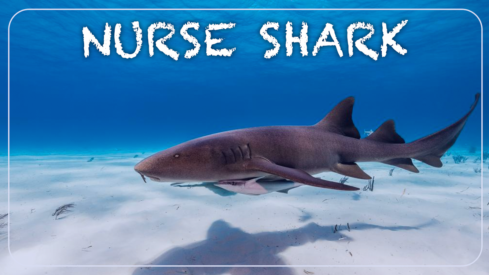 What is the Most Friendly Shark? – sharksinfo.com