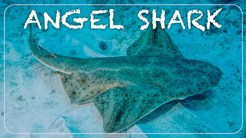 What is the Most Friendly Shark? – sharksinfo.com