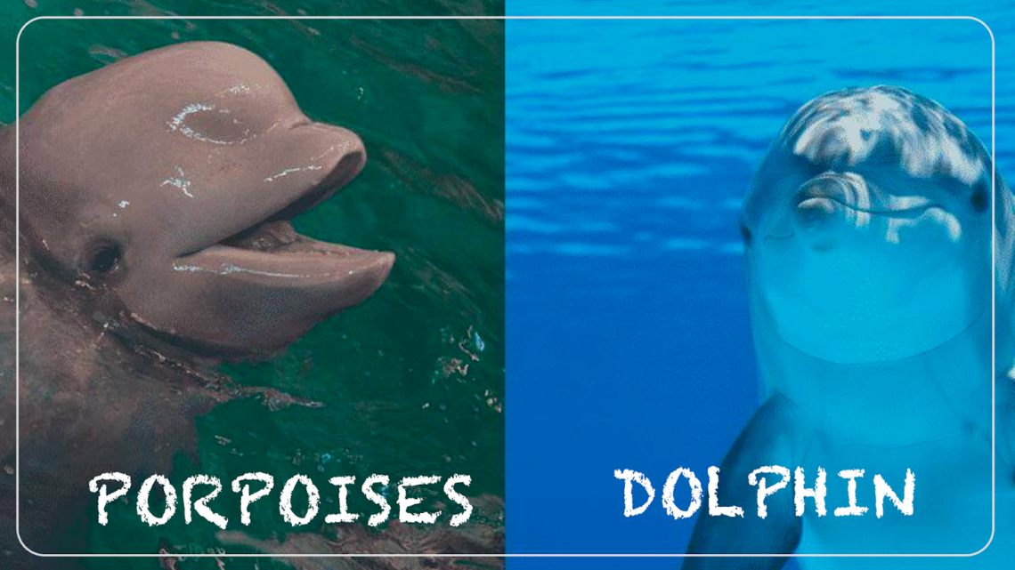 What is the Difference Between a Dolphin and a Porpoise? – sharksinfo.com