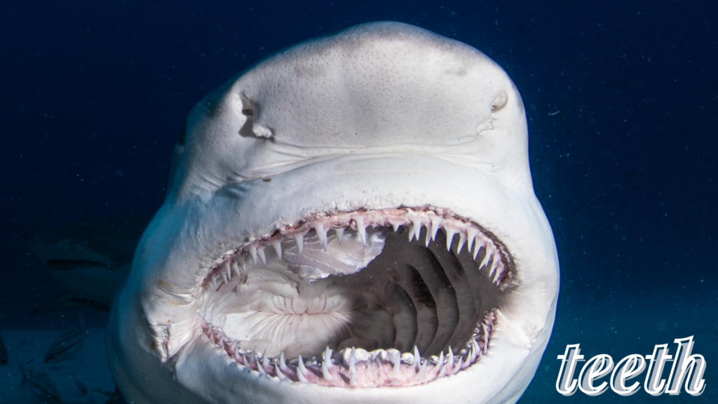 Teeth of Sharks-Everything You Need To Know – sharksinfo.com