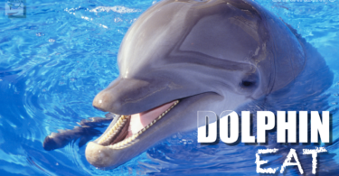 what does a dolphin eat