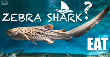 what does a zebra shark eat