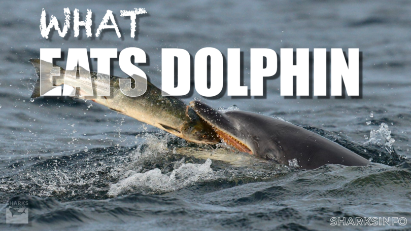 what eats a dolphin