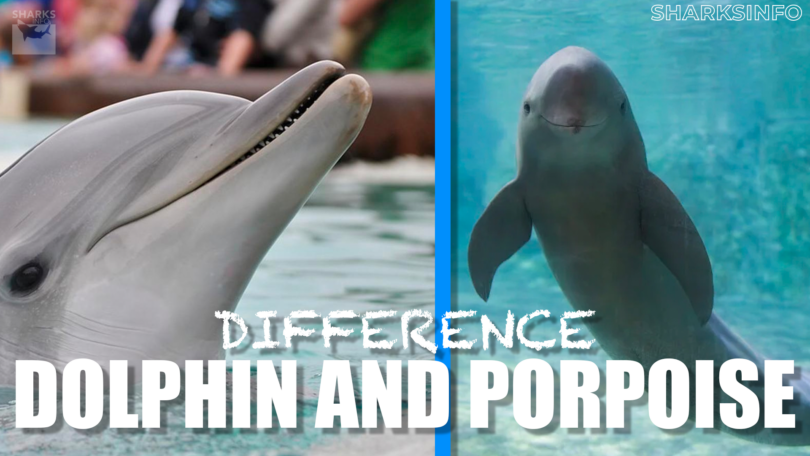 what is the difference between a dolphin and a porpoise