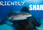 what is the most friendly shark