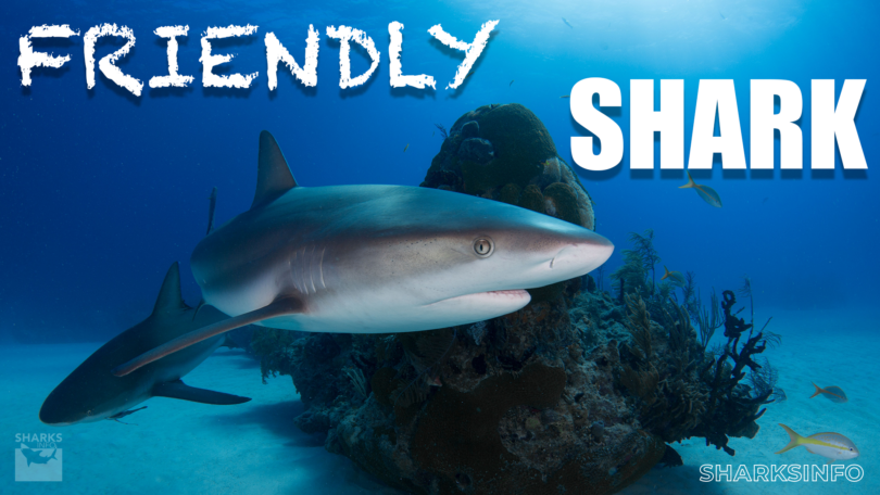 what is the most friendly shark