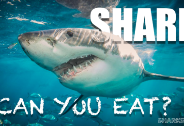 What Does Goblin Shark Eat? – sharksinfo.com