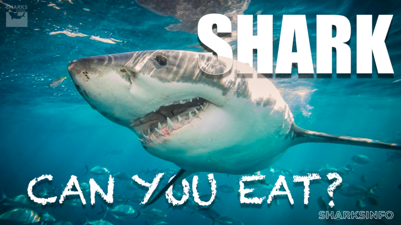 what shark can you eat